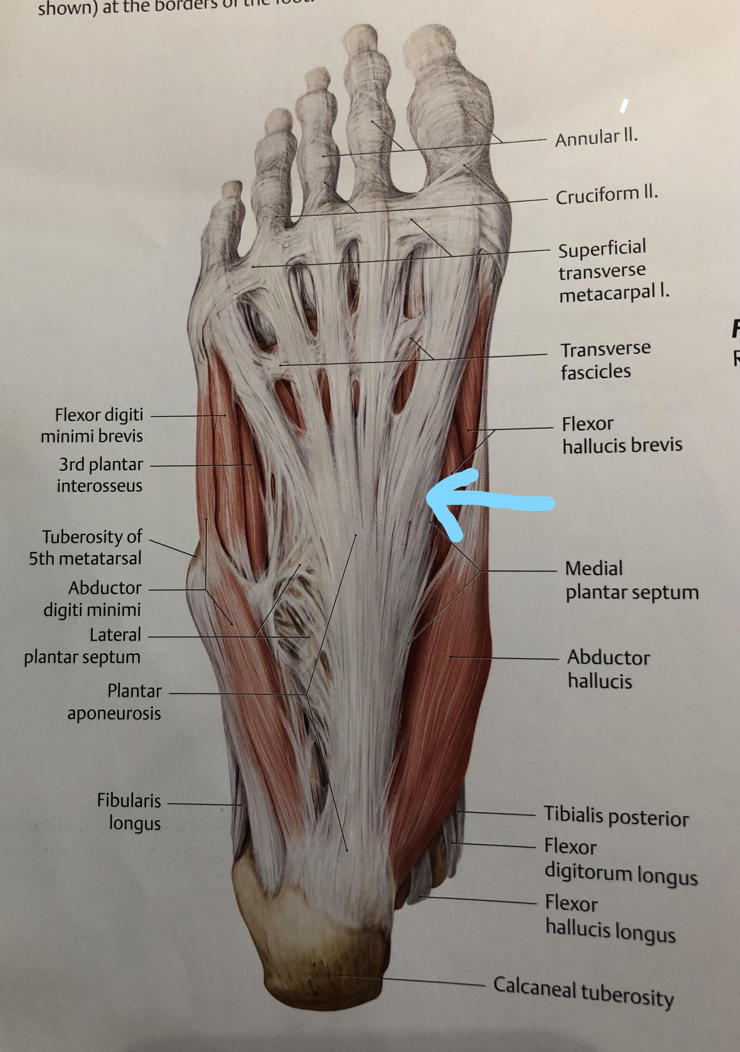 Plantar Fasciitis Scientific Discussion - Anatomy of Plantar Fascia