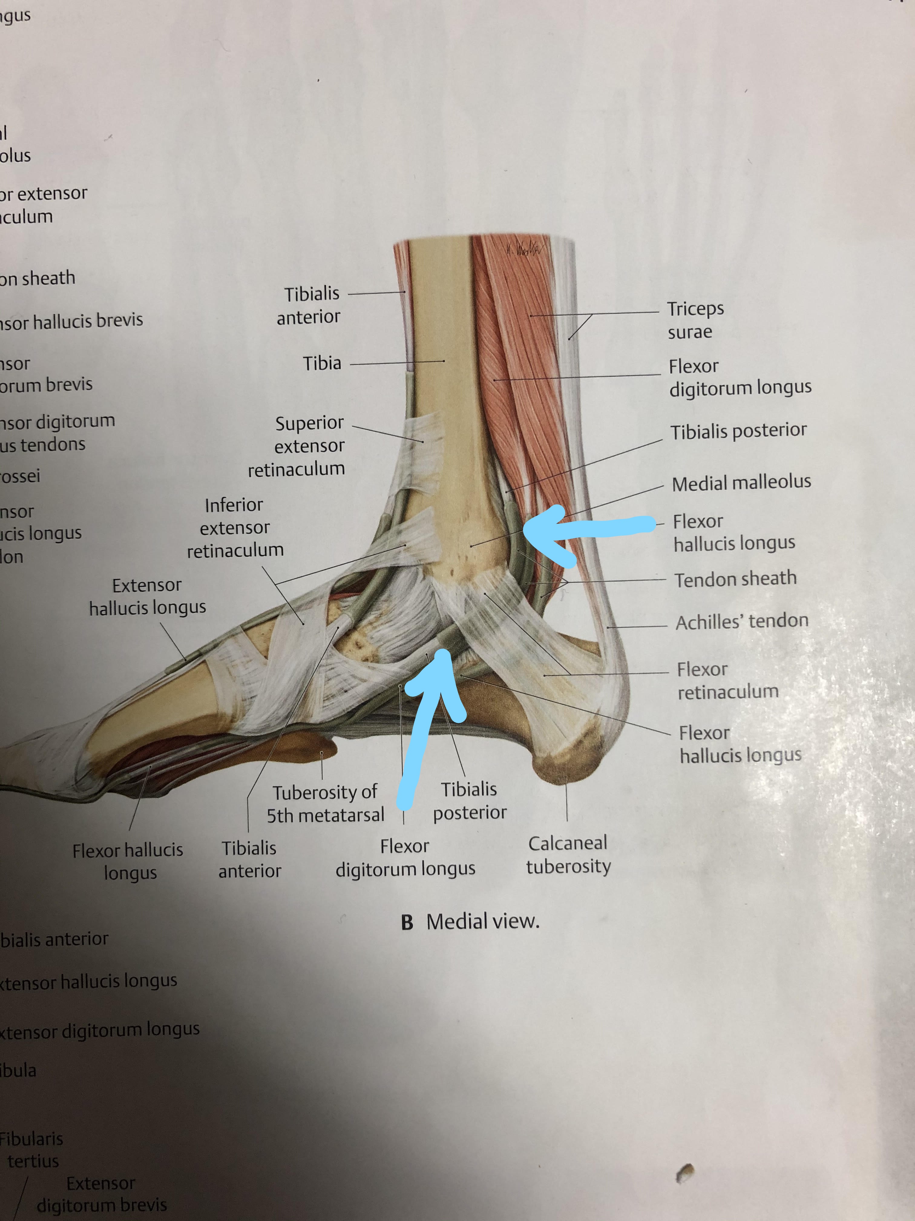 InkedTibialis Posterior LI