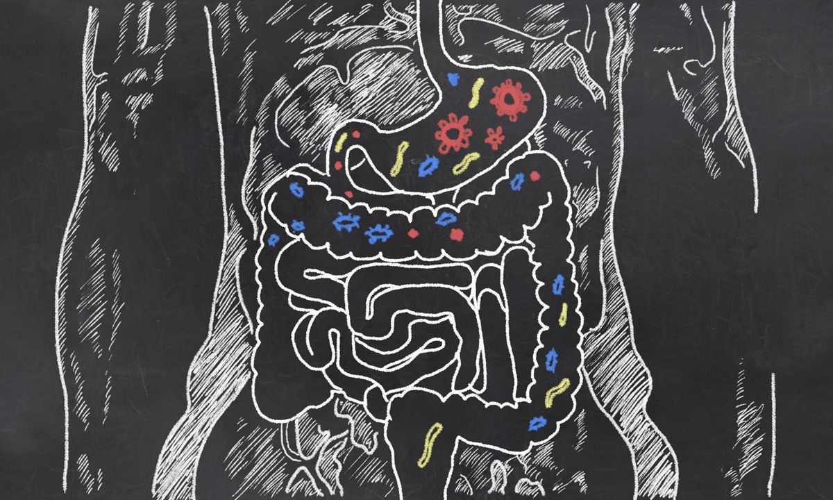 illustration showing gut and intestines with probiotics and bacteria